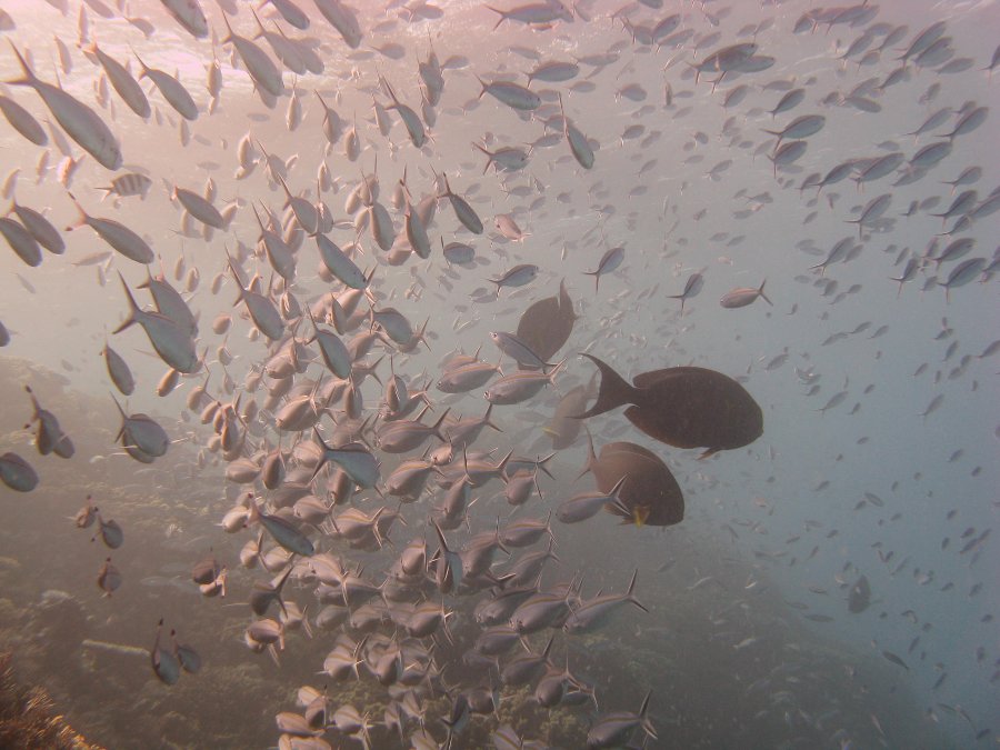 Dive Photos/2009-07 Great Barrier Reef/img_0831.jpg